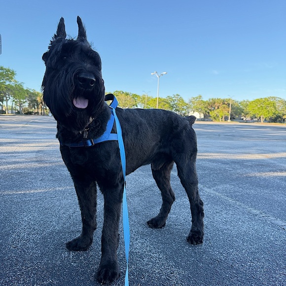 Meet your Posher, Ness - Picture 5 of 5